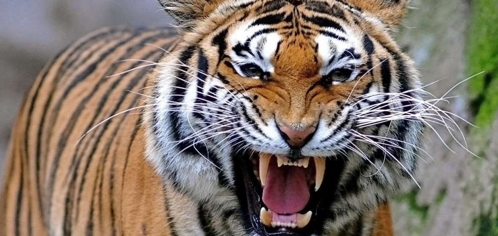 Bengal Up!
